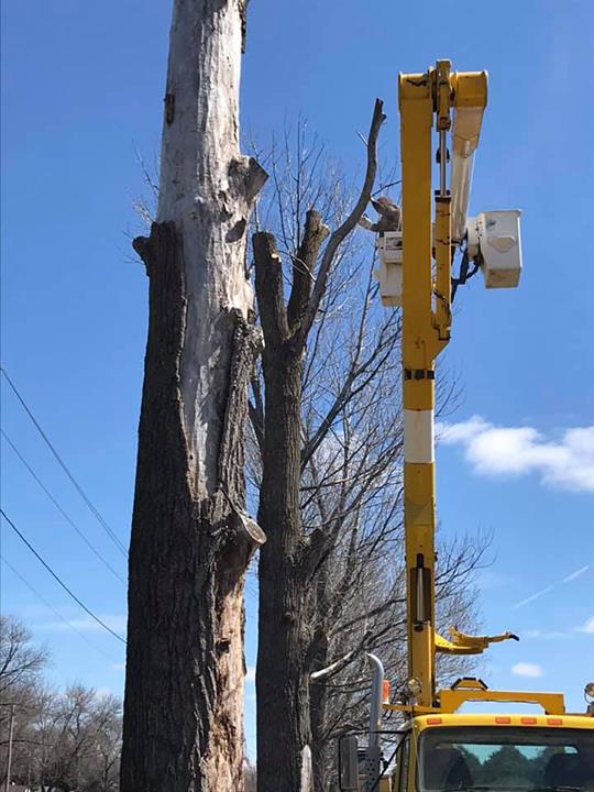 Goodpaster Tree Service Webster City, IA